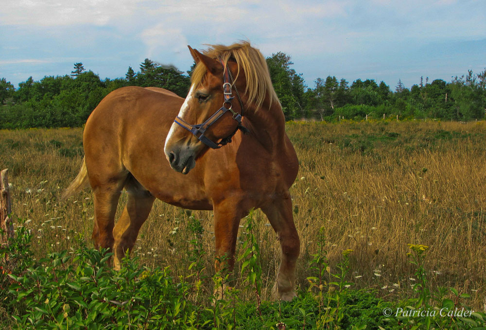 Horses-PatriciaCalder-41