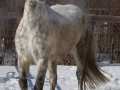 Horses-PatriciaCalder-14