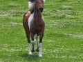 Horses-PatriciaCalder-15