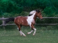 Horses-PatriciaCalder-19
