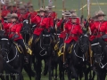 Horses-PatriciaCalder-20