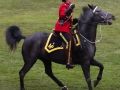Horses-PatriciaCalder-21