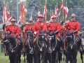 Horses-PatriciaCalder-22