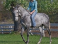 Horses-PatriciaCalder-25