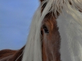 Horses-PatriciaCalder-3
