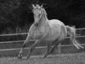 Horses-PatriciaCalder-32