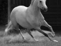 Horses-PatriciaCalder-33