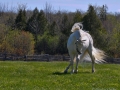 Horses-PatriciaCalder-38