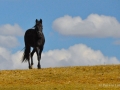 Horses-PatriciaCalder-40