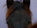Horses-PatriciaCalder-43
