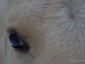 Horses-PatriciaCalder-44