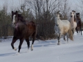 Horses-PatriciaCalder-45
