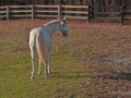 Horses-PatriciaCalder-48