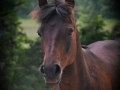 Horses-PatriciaCalder-49