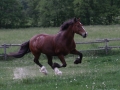 Horses-PatriciaCalder-52