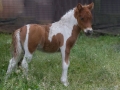 Horses-PatriciaCalder-53