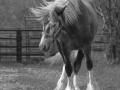 Horses-PatriciaCalder-56