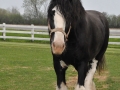 Horses-PatriciaCalder-57