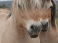 Horses-PatriciaCalder-60
