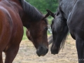 Horses-PatriciaCalder-63