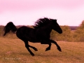Horses-PatriciaCalder-65