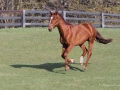 Horses-PatriciaCalder-66