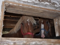 Horses-PatriciaCalder-7