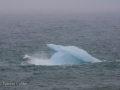 Icebergs-PatriciaCalder-2014-02