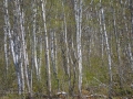 Newfoundland-PatriciaCalder-3