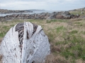Newfoundland-PatriciaCalder-42
