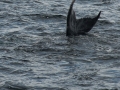 Newfoundland-PatriciaCalder-69