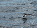 Newfoundland-PatriciaCalder-75