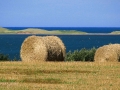 PEI-PatriciaCalder-2014-27