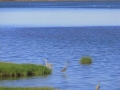 PEI-PatriciaCalder-2014-41