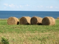 PEI-PatriciaCalder-2014-74