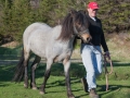 Ponies-PatriciaCalder-12