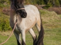Ponies-PatriciaCalder-17