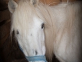 Ponies-PatriciaCalder-18