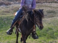 Ponies-PatriciaCalder-2