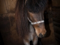 Ponies-PatriciaCalder-21