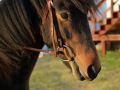 Ponies-PatriciaCalder-6