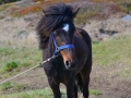 Newfoundland Ponies-PatriciaCalder-9
