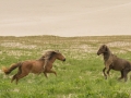 Sable-Island-PatriciaCalder-1