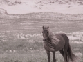 Sable-Island-PatriciaCalder-10