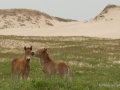 Sable-Island-PatriciaCalder-12