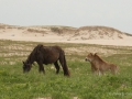 Sable-Island-PatriciaCalder-15
