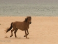 Sable-Island-PatriciaCalder-16
