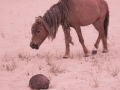 Sable-Island-PatriciaCalder-17