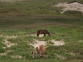 Sable-Island-PatriciaCalder-18