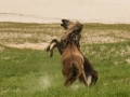 Sable-Island-PatriciaCalder-2
